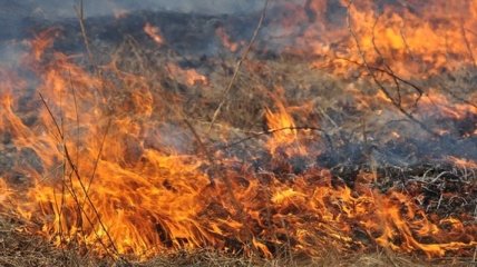 В Украине объявили высокую пожарную опасность 