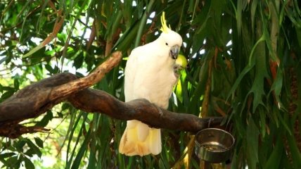 Ученые: Попугаи Какаду могут себя контролировать