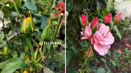 В августе розы нуждаются в удобрении, чтобы продолжать цвести