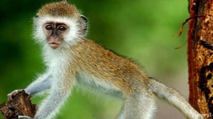 В Кении обезьяна отключила электричество по всей стране