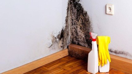 Черная плесень