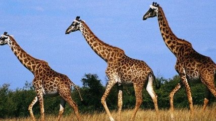 Жирафы находятся под угрозой вымирания