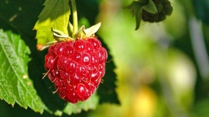В Украине подешевеют ягоды