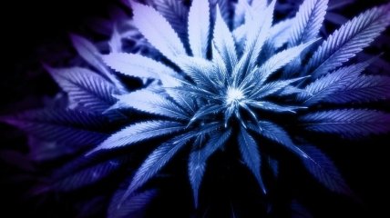 В 2 штатах США легализовали марихуану