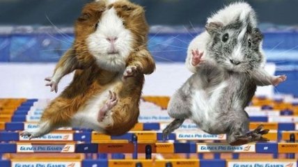 Вы будете долго смеяться: забавные снимки морских свинок на олимпиаде  