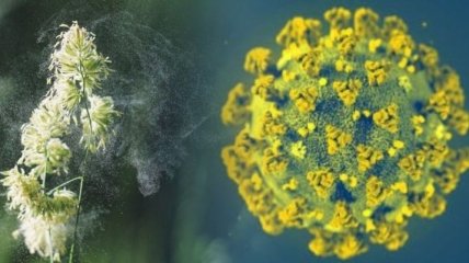 Ученые рассказали, увеличивает ли аллергия риск заразиться коронавирусом