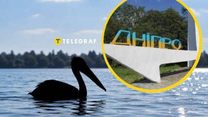 В Днепр прилетела редкая птица