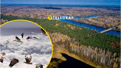 Де гніздиться чорний лелека