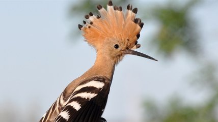 Одуд примітний яскравою зовнішністю