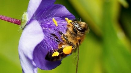 В Йоркшире украли 24 тысячи очень дорогих пчел