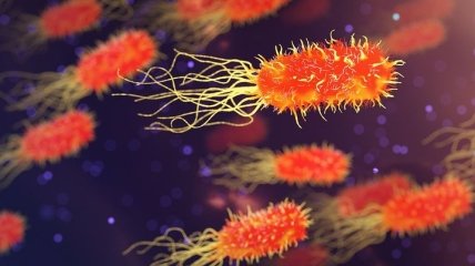 Ученые узнали, как бактерии доставляют токсины, заряжающие организм человека