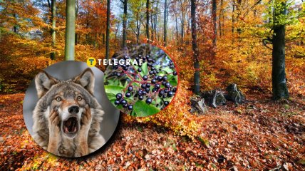 Бирючина звичайна часто зустрічається в Україні