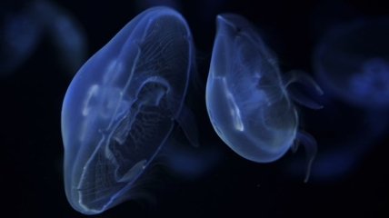 Балаклавскую бухту заполнили медузы