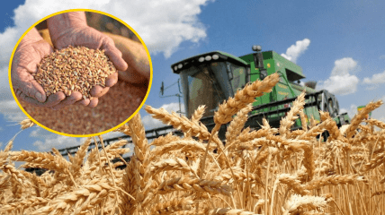 Яка ситуація зі збором врожаю у 2025 році