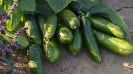 Чудові огірки для посадки у 2024 році