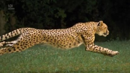 В Уганде леопард съел ребенка