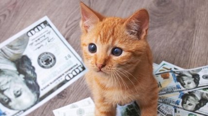 Повезет в финансовом плане Овнам и Водолеям