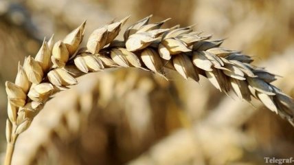 Украинские аграрии собрали 31,5 млн тонн зерновых