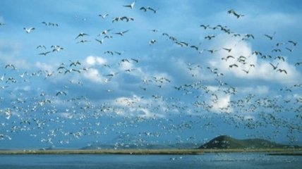Ученые: Человек оказывает вредное влияние на мигрирующих птиц 