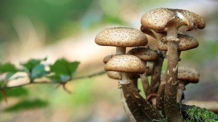 Как избежать отравления грибами: Минздрав напомнил правило "одних суток"