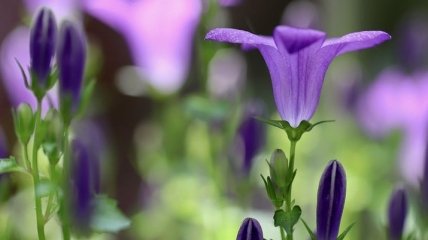 Посадка цветов в мае: полезные советы садоводам