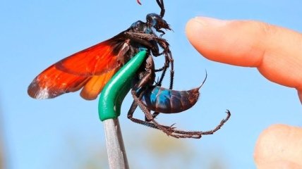 Ученые узнали, укус какого насекомого самый болезненный из всех