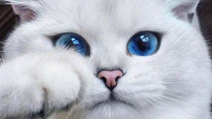Кот с самыми красивыми глазами в мире покорил интернет (Фото)