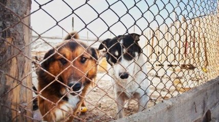 Киевсовет выделит 4,2 млн гривен на помощь бездомным животным