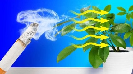 Запах сигарет может надолго оставаться на стенах