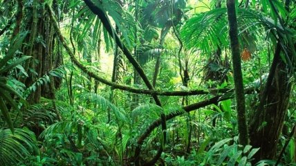 Два года до катаклизма: у лесов Амазонии заканчивается вода
