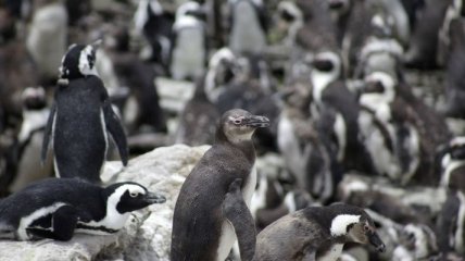 В Антарктиде живет вдвое больше пингвинов, чем считалось ранее