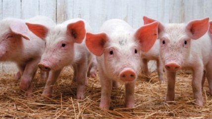 Вспышка африканской свиной чумы в Одесской области
