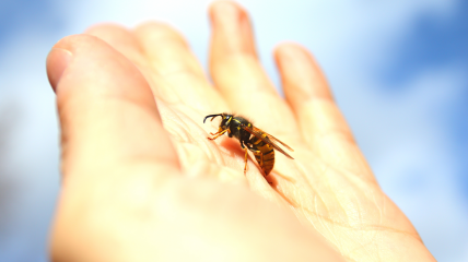 Пчелы являются источником вкусного меда, а еще серьезной аллергии