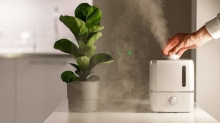 Увлажнить воздух могут помочь растения или специальные устройства