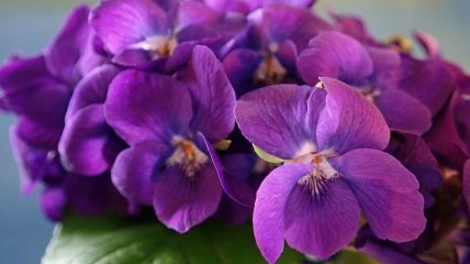 Правильная очистка фиалок