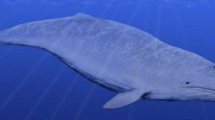 Найдены останки кита возрастом около 10 миллионов лет