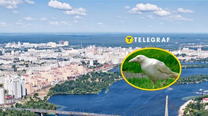 Белая ворона в Киеве
