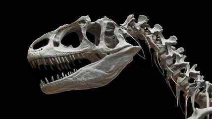 Исследование: дальние предки человека питались динозаврами