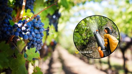 Как часто обрабатывают виноградники пестицидами в разных странах