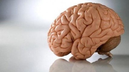 Ученые: Мозг злых и добрых людей отличается по размеру