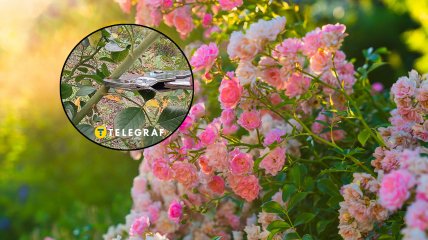 Троянди радуватимуть пишним цвітінням, якщо правильно підготувати їх восени