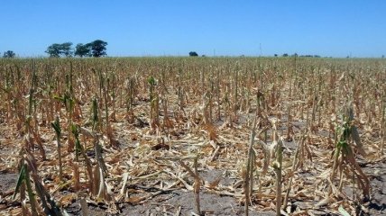 Правительство компенсирует аграриям 450 млн грн убытков от засухи