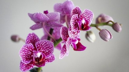 Как выращивать орхидею летом - простые советы