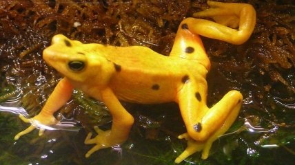 Ученые приблизились к спасению исчезающего вида жаб-арлекинов (фото и видео)