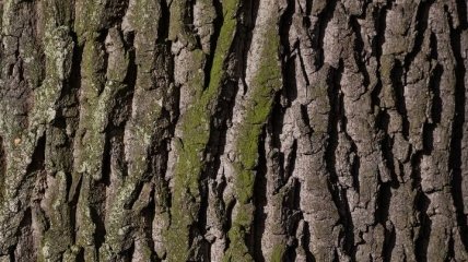 Сотрудники лесхоза на Харьковщине подозреваются в незаконной вырубке дубов 