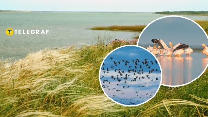 Птицы в Украине