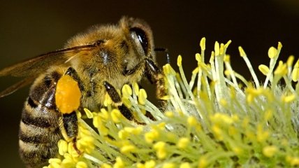 Назван состав пчелиного клея для цветочной пыльцы