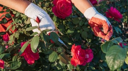 Правильна обрізка троянд навесні