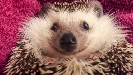 Ёж может выглядеть миролюбиво, но он хищник