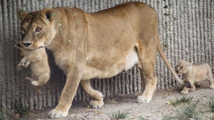 В России посетители зоопарка напали на животных